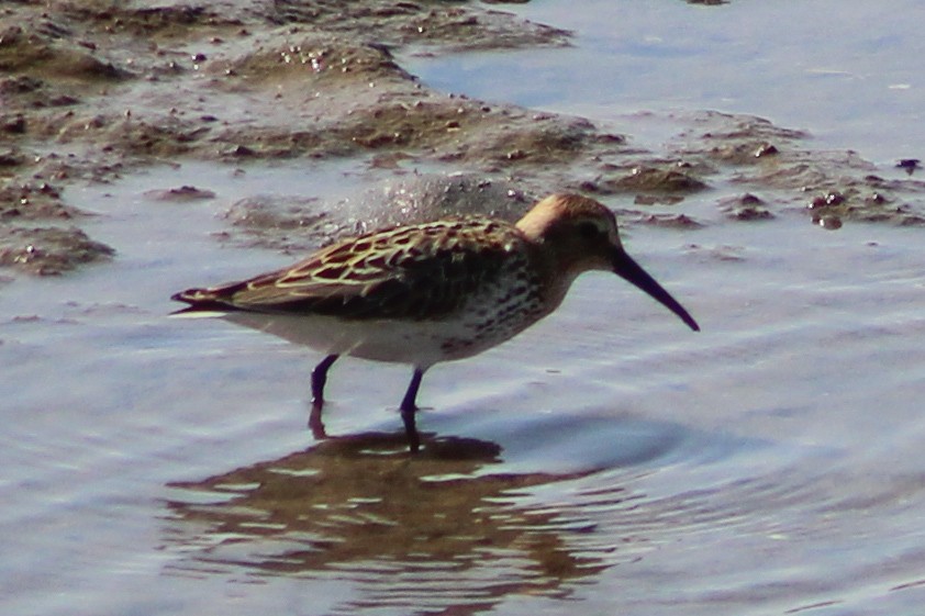 Dunlin - ML623039571