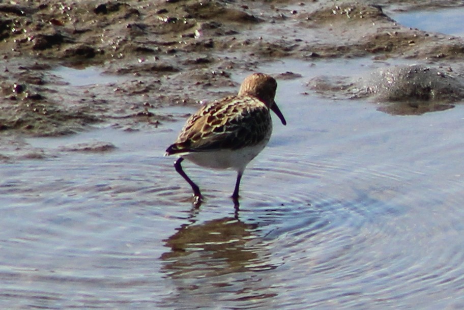 Dunlin - ML623039572