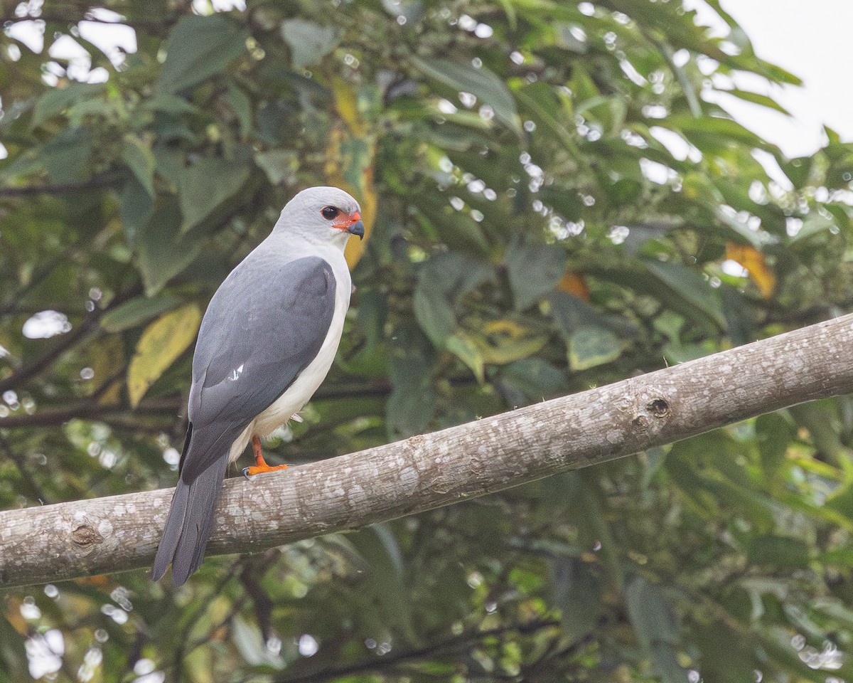 Gray-headed Goshawk - ML623039590