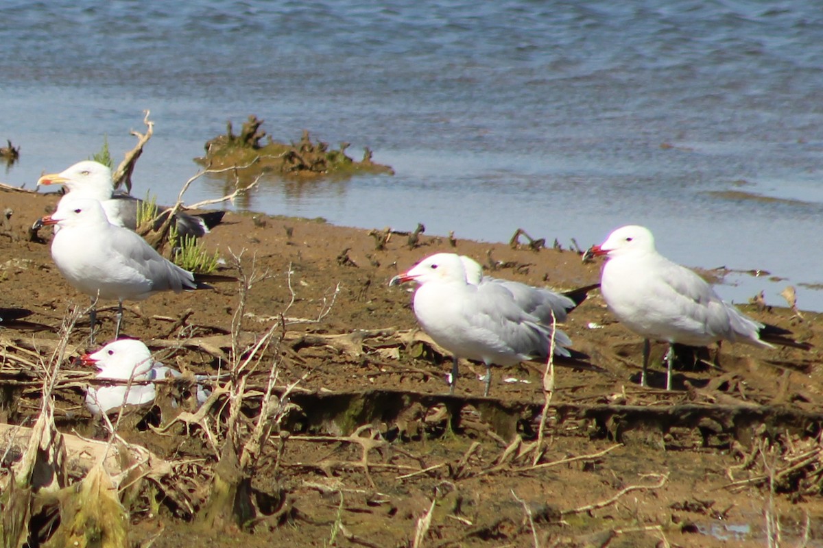 Audouin's Gull - ML623039596