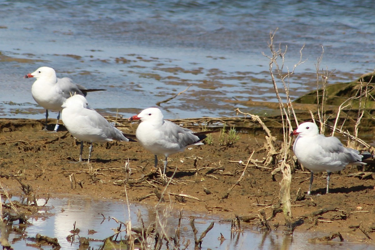 Audouin's Gull - ML623039597