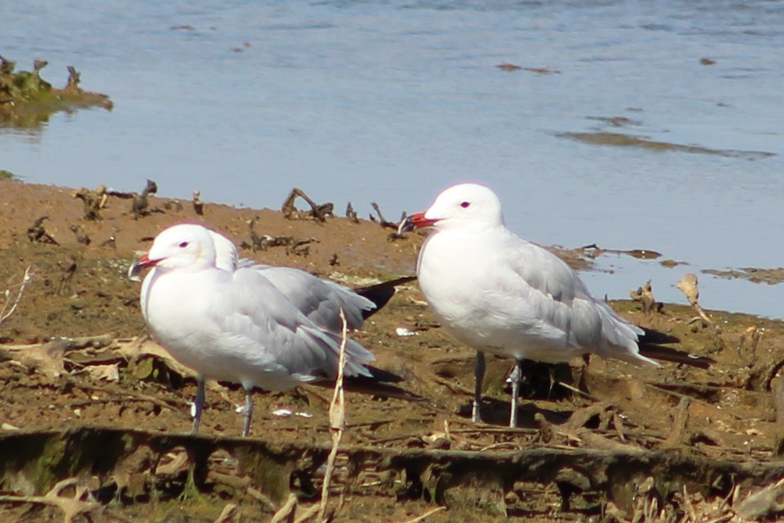 Audouin's Gull - ML623039598