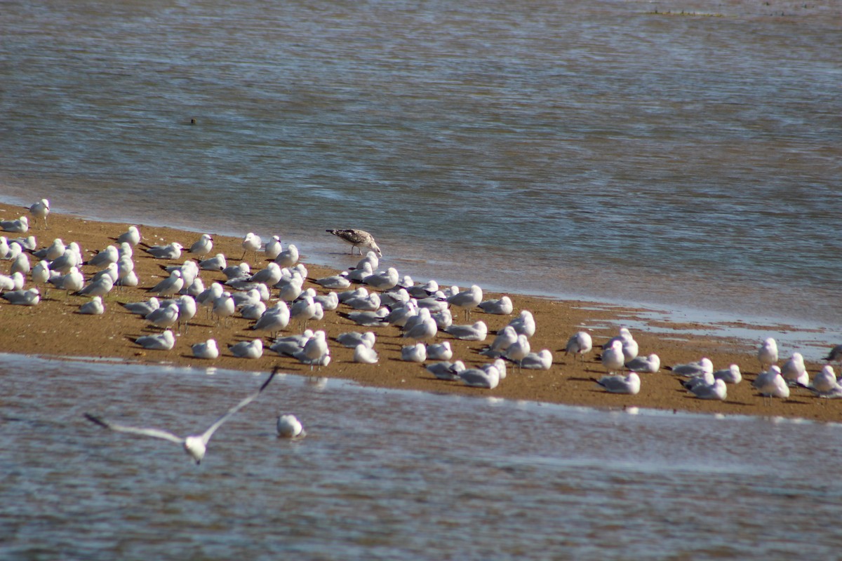 Audouin's Gull - ML623039607