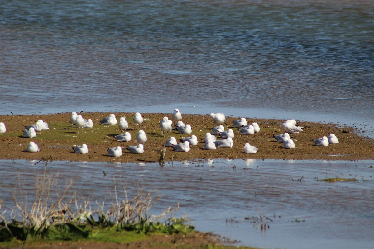 Audouin's Gull - ML623039608