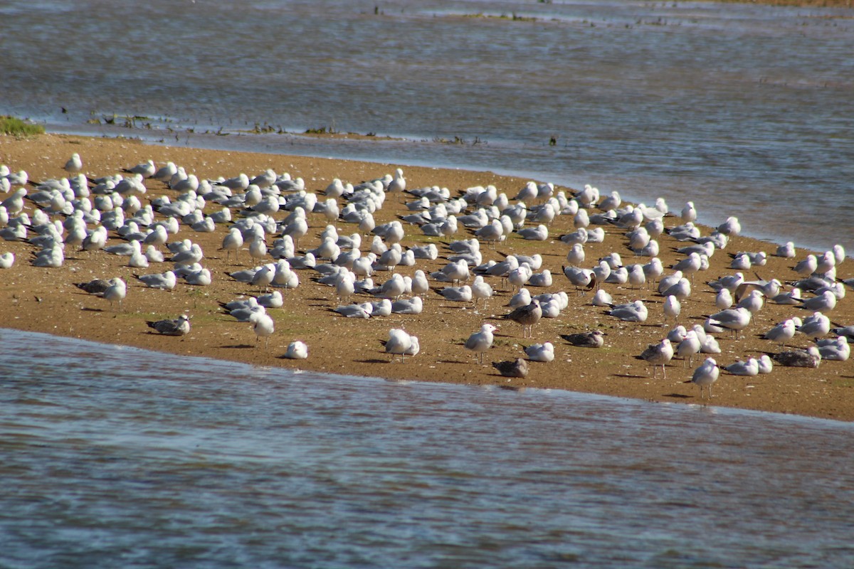 Audouin's Gull - Miguel Appleton