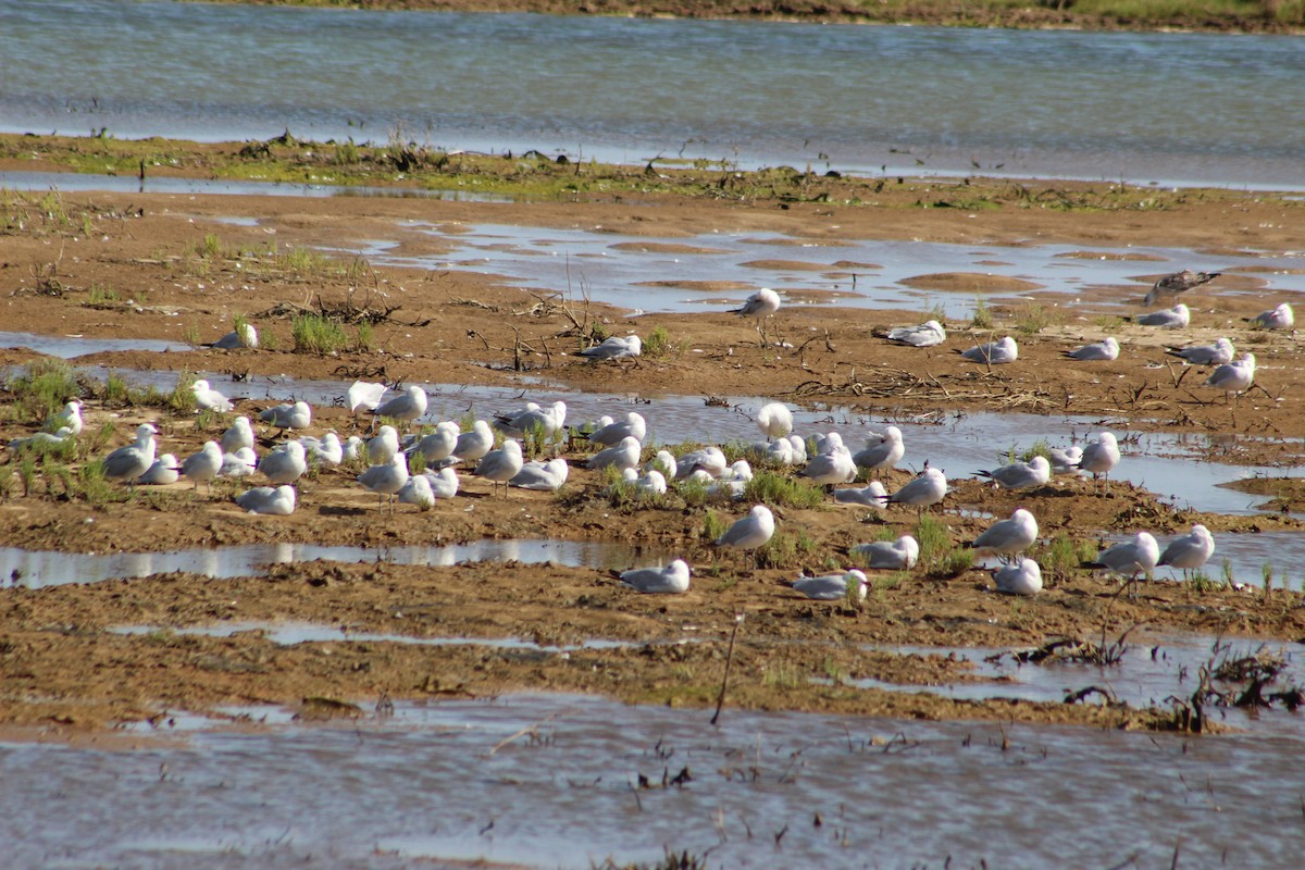 Audouin's Gull - Miguel Appleton