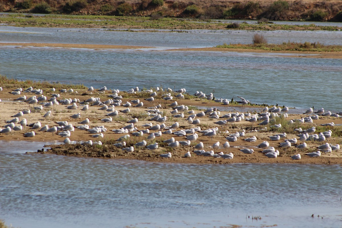 Audouin's Gull - ML623039612