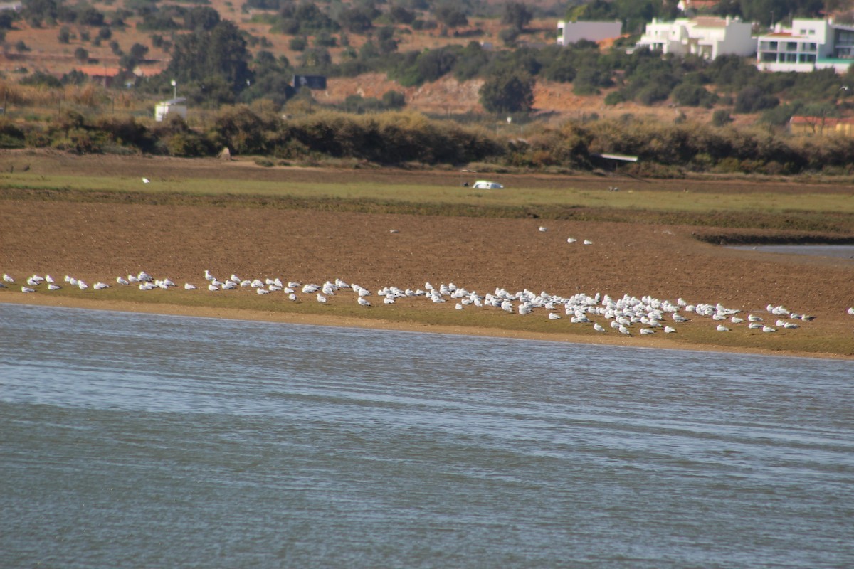 Audouin's Gull - ML623039633