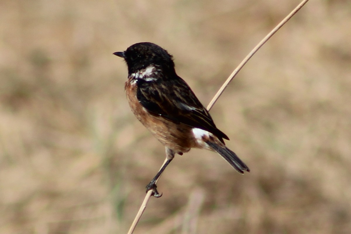 European Stonechat - ML623039644