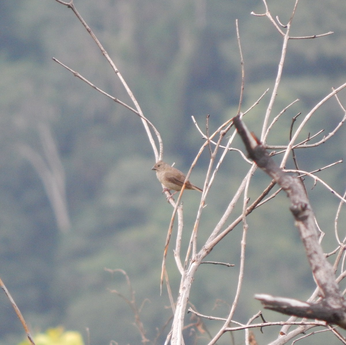 Dull-colored Grassquit - ML623039694