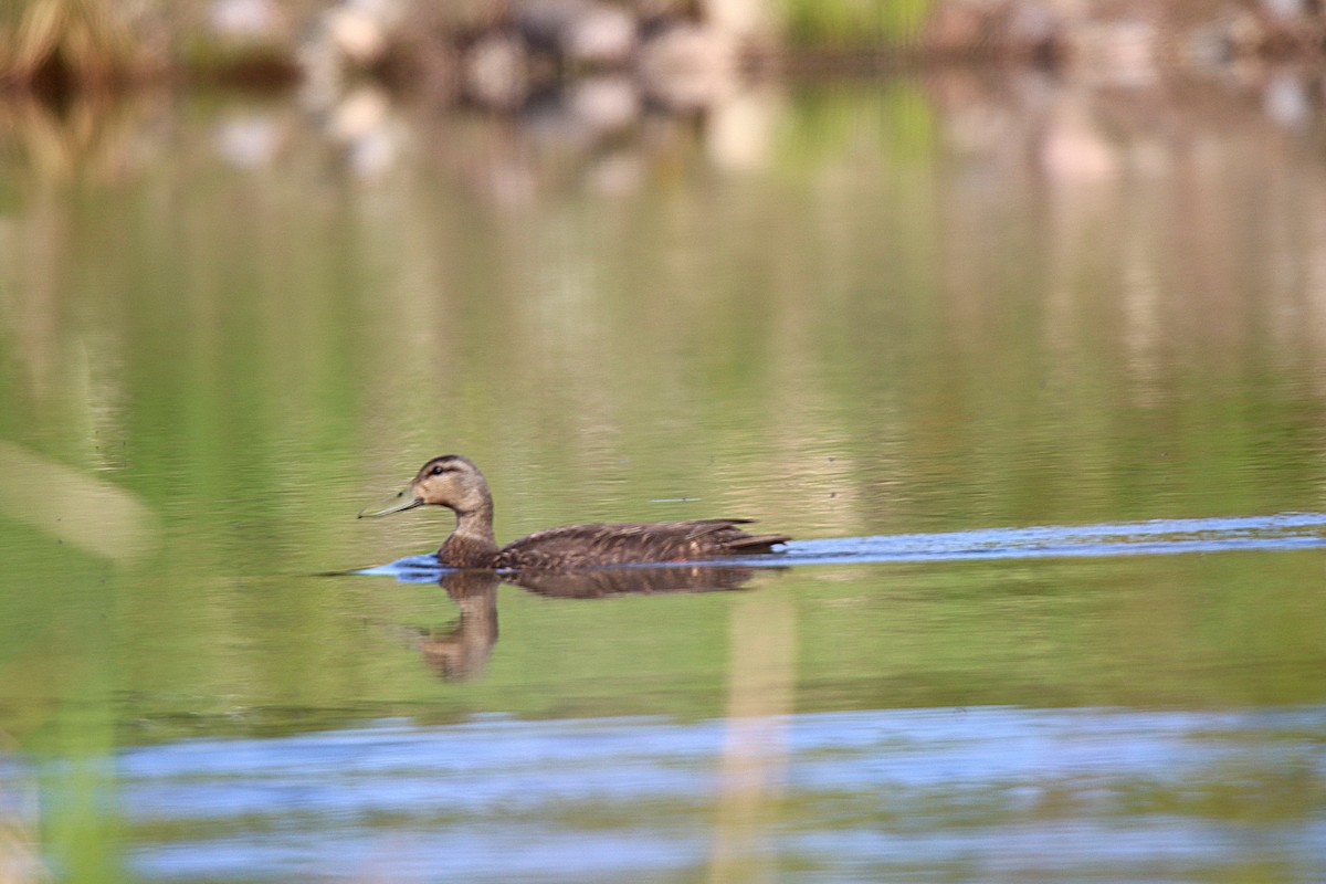 American Black Duck - Sylvain Lépine