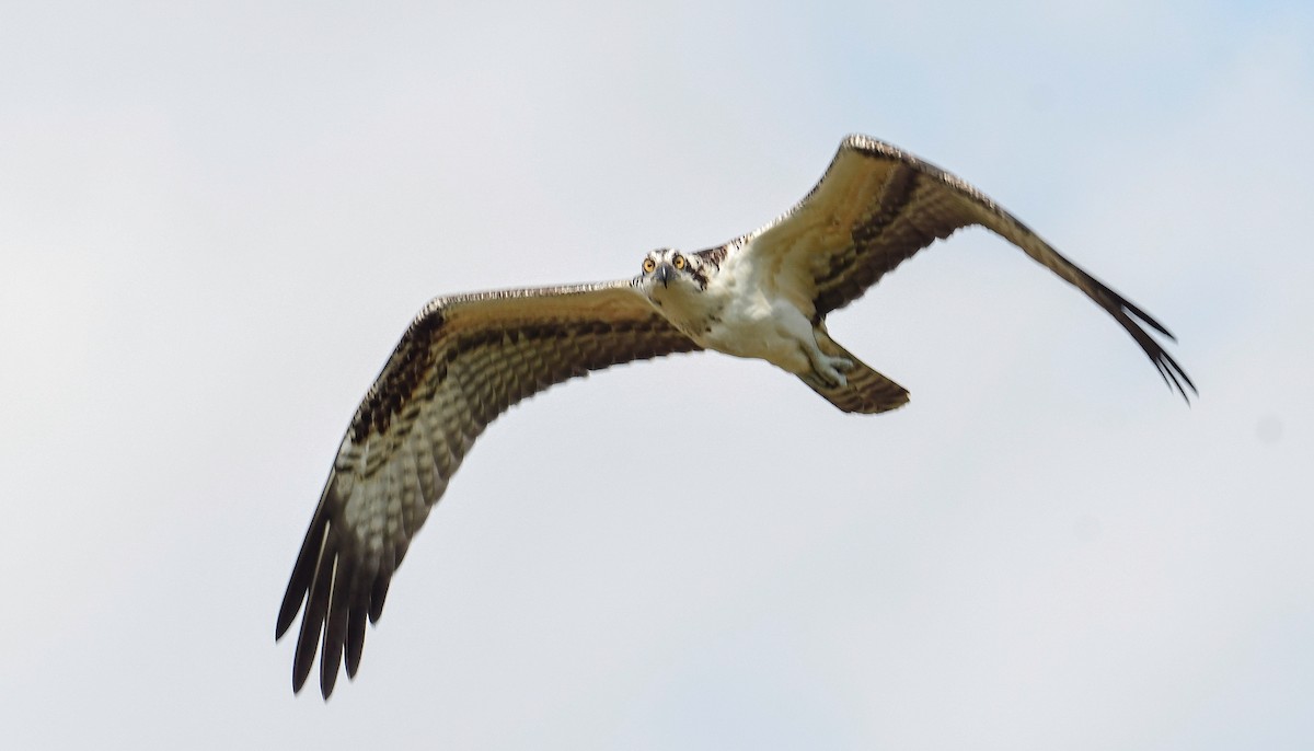 Balbuzard pêcheur - ML623039800