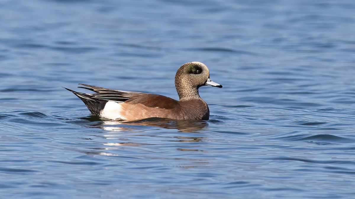 American Wigeon - Hugo Orellana