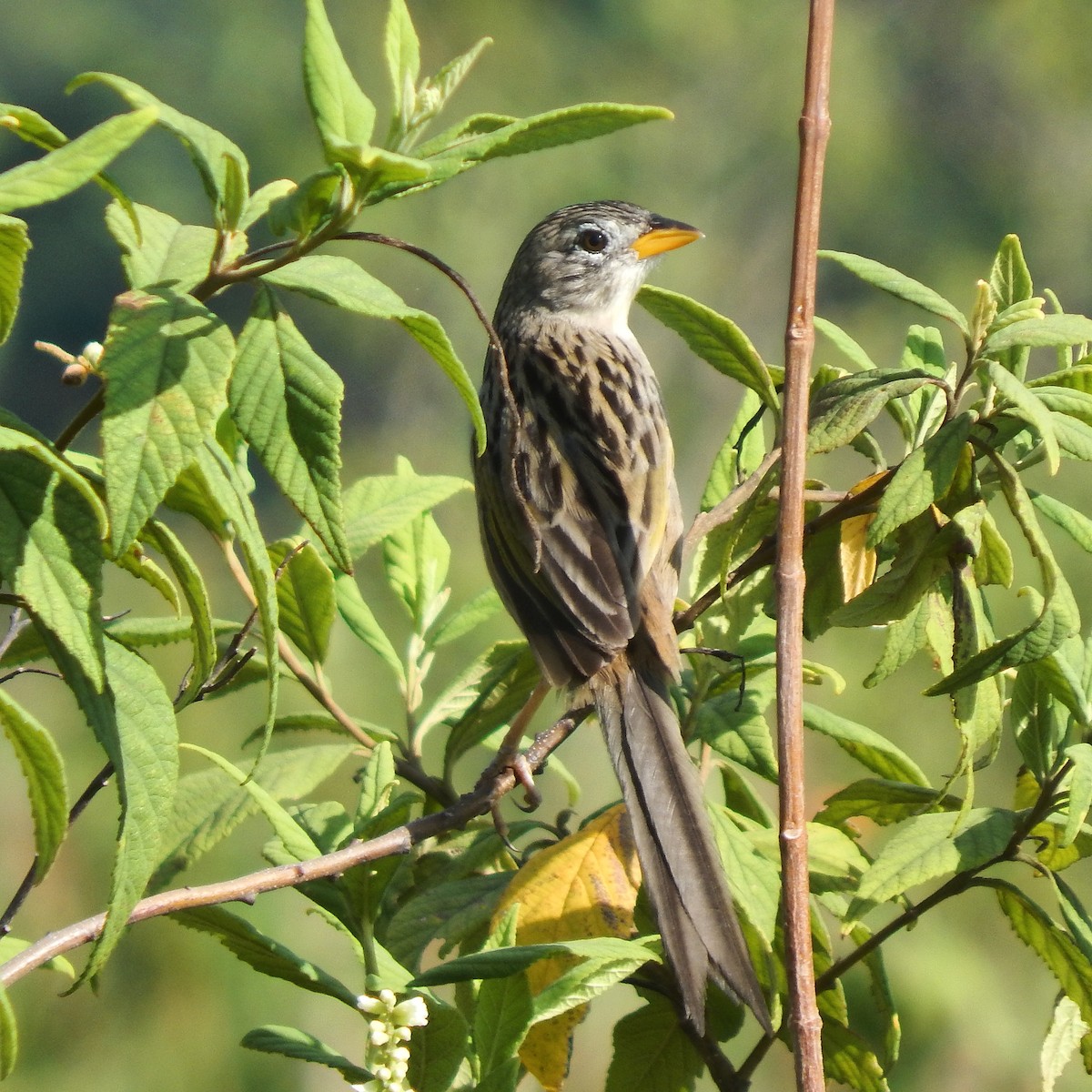 Wedge-tailed Grass-Finch - ML623039867