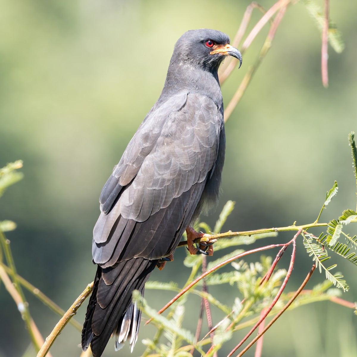 Snail Kite - ML623039868