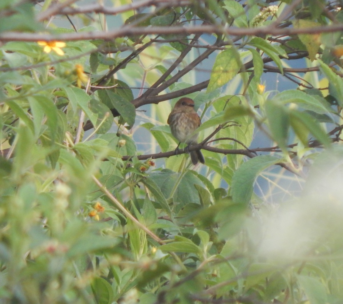 Bran-colored Flycatcher - Luis Garcia