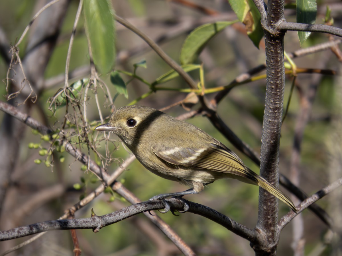 Hutton's Vireo - ML623039895