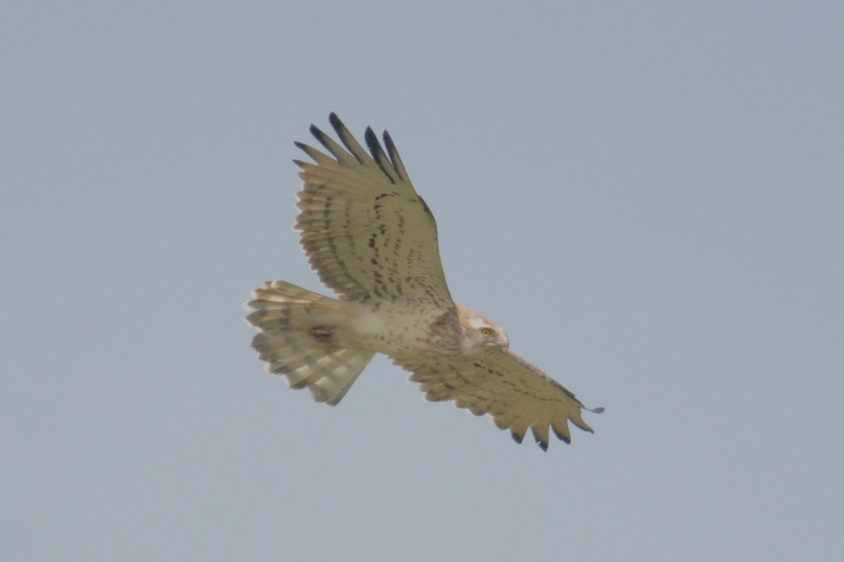 Short-toed Snake-Eagle - ML623039903