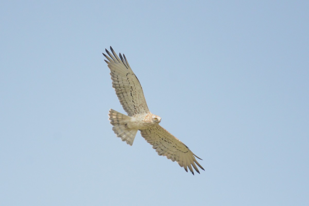 Short-toed Snake-Eagle - ML623039905