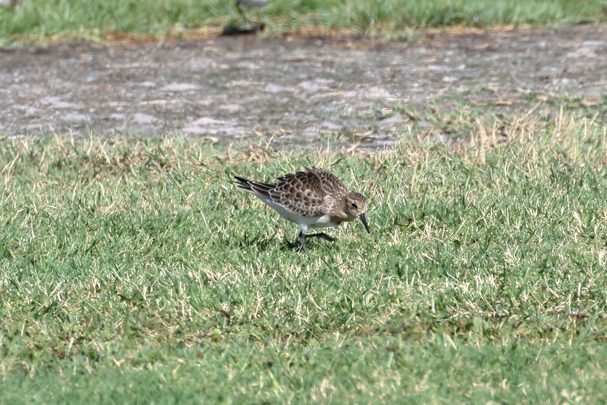 Baird's Sandpiper - ML623039984