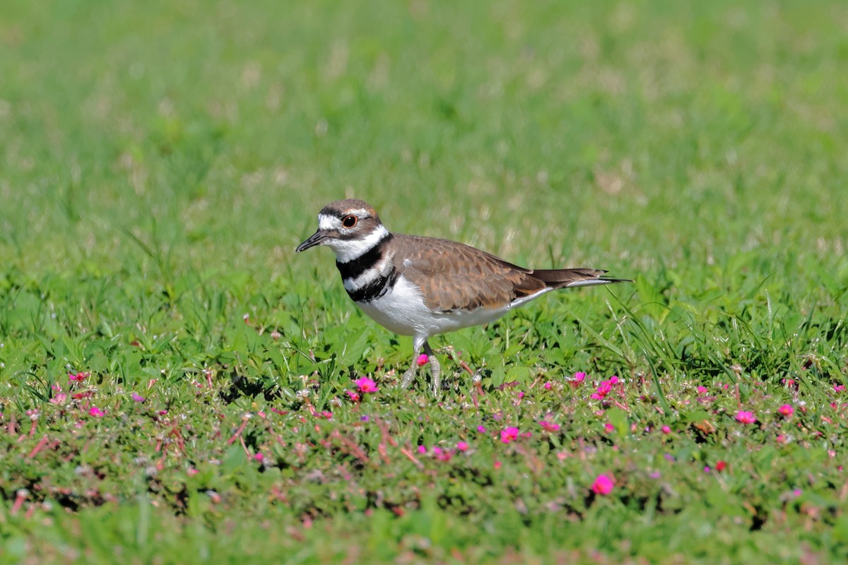 Killdeer - ML623039987