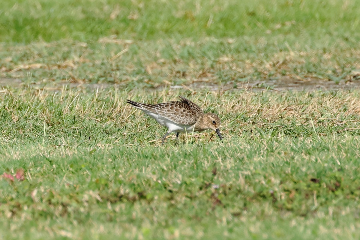 Baird's Sandpiper - Chris Rasmussen