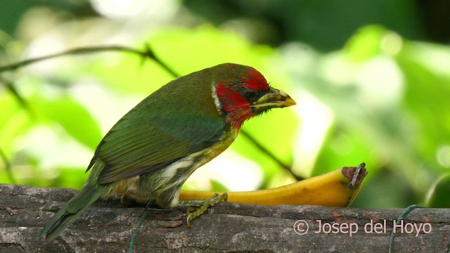 Red-headed Barbet - ML623040019