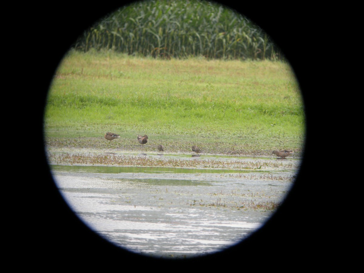 Blue-winged Teal - ML623040021