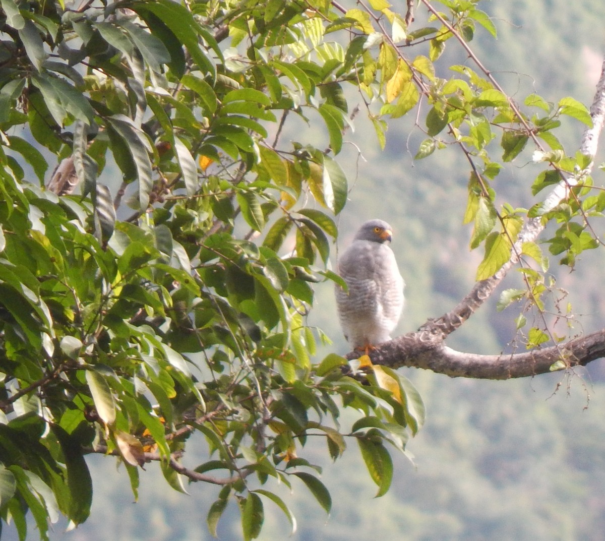 Roadside Hawk - ML623040031