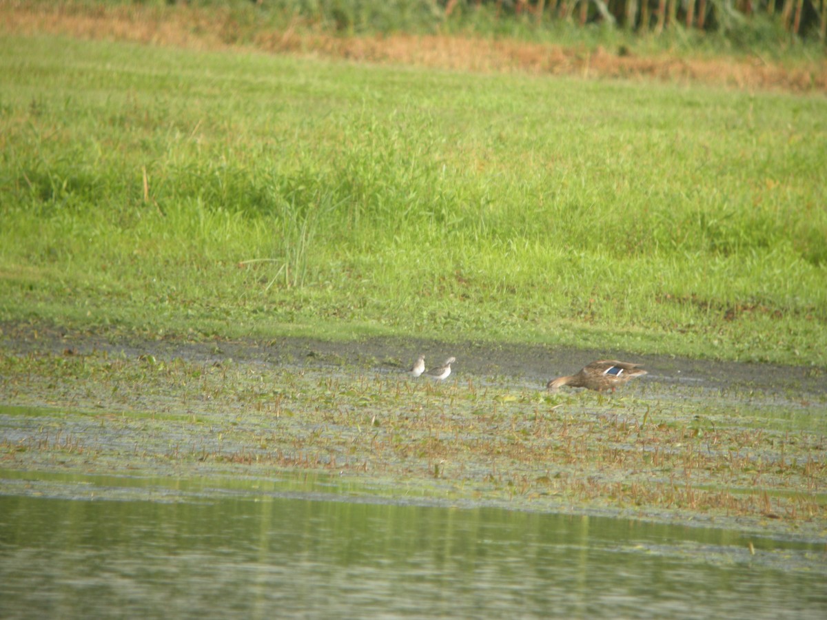 Stilt Sandpiper - ML623040038