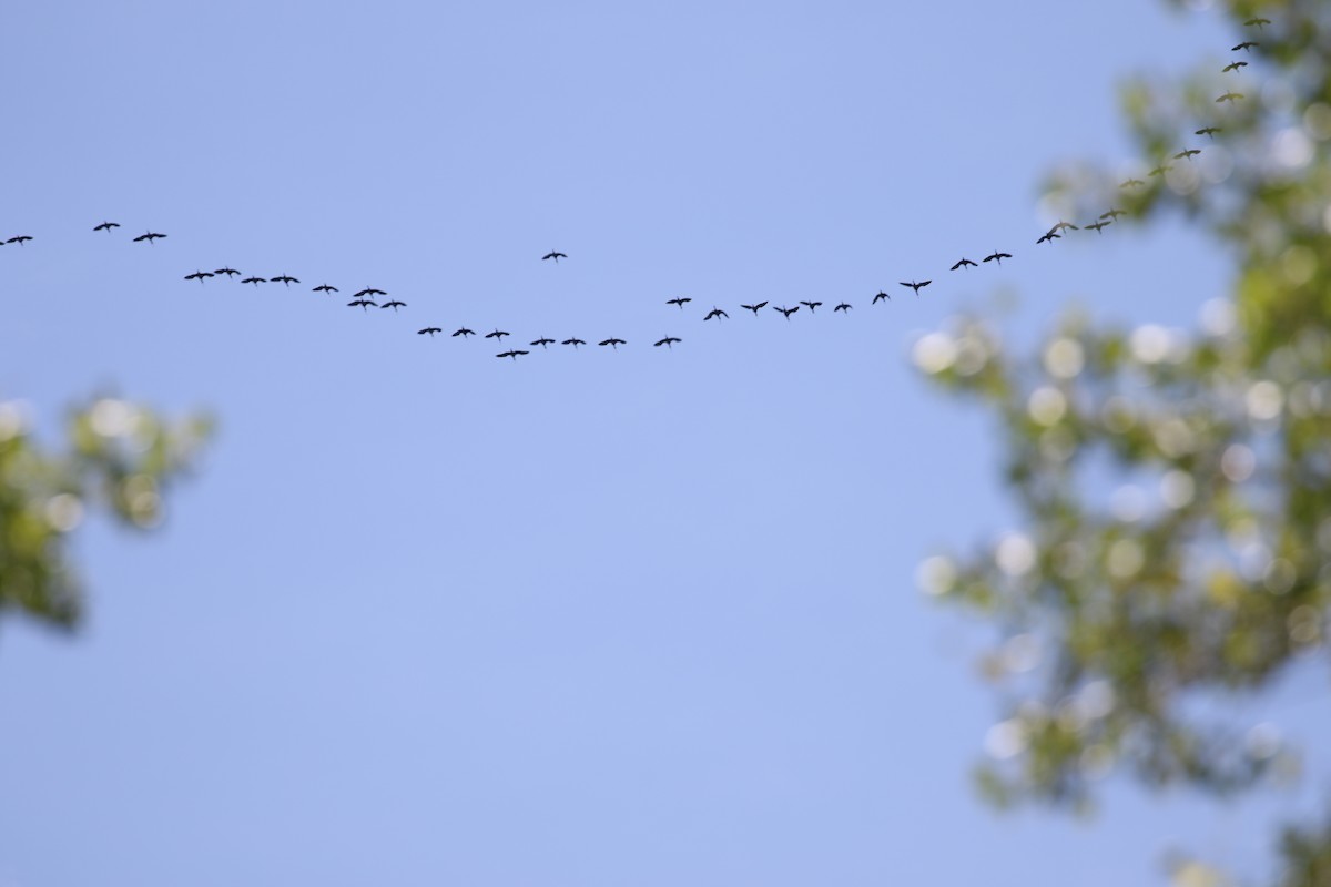 White-faced Ibis - ML623040106