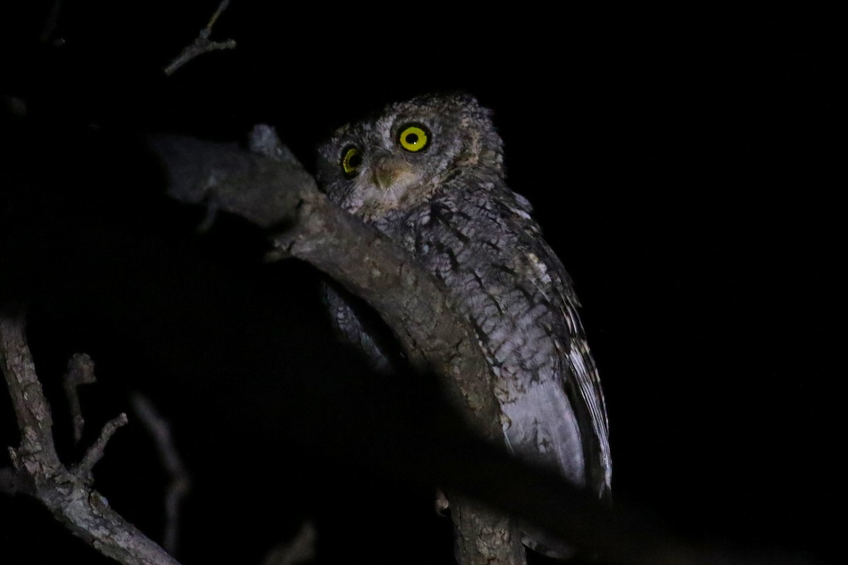 Whiskered Screech-Owl - ML623040132