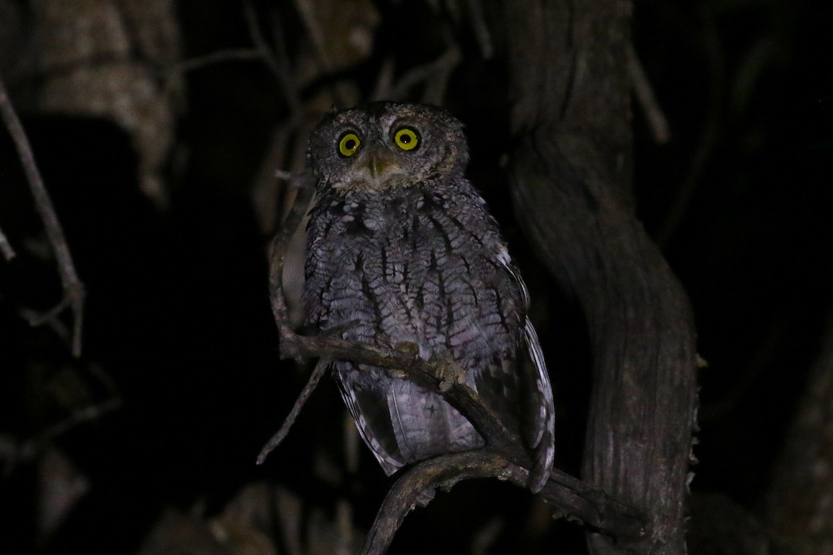 Whiskered Screech-Owl - ML623040141