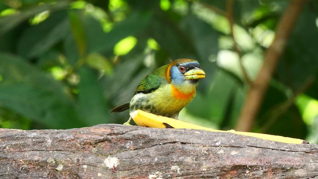 Red-headed Barbet - ML623040152