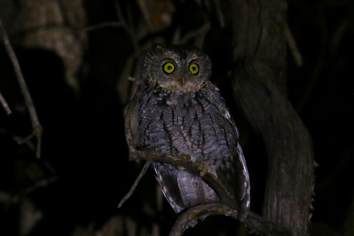 Whiskered Screech-Owl - ML623040156