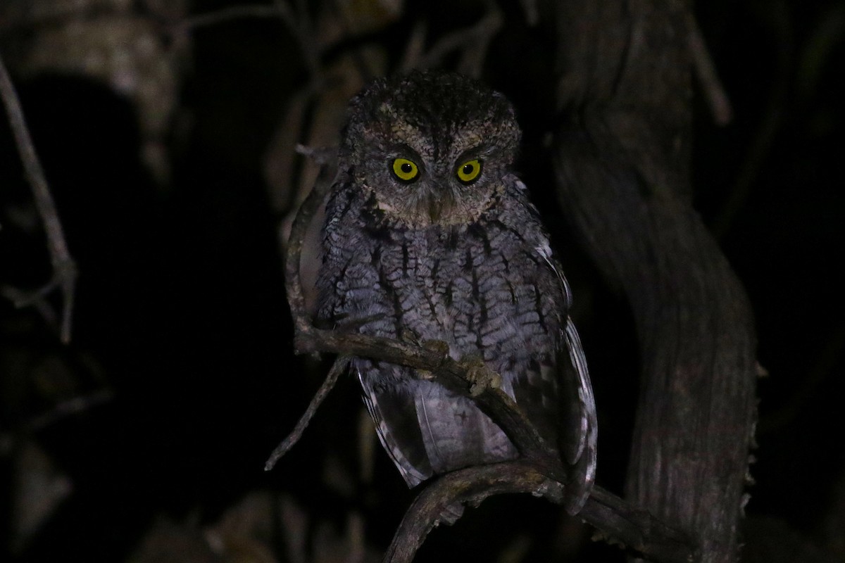 Whiskered Screech-Owl - ML623040162