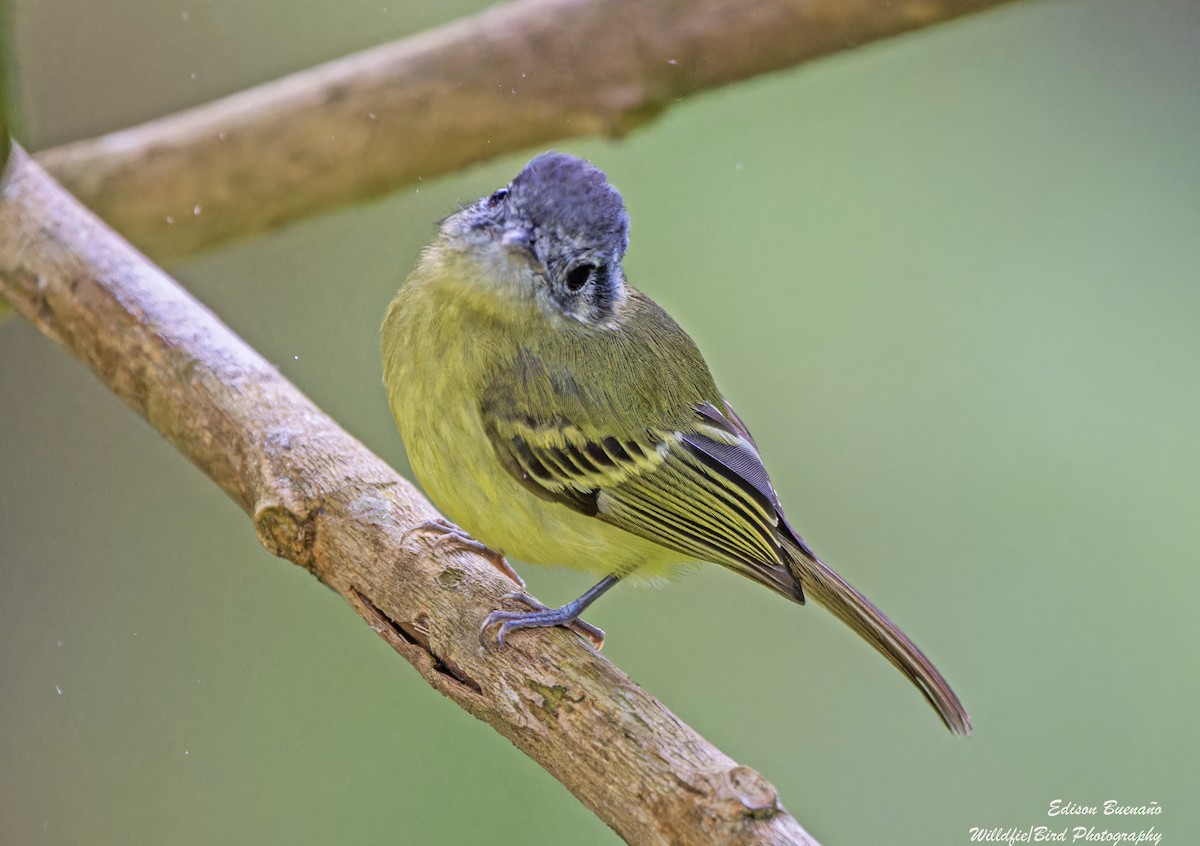 Ashy-headed Tyrannulet - ML623040233