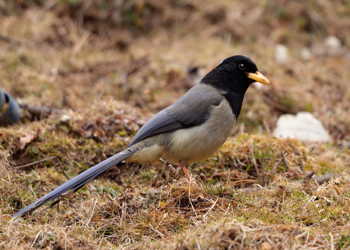 Yellow-billed Blue-Magpie - ML623040286