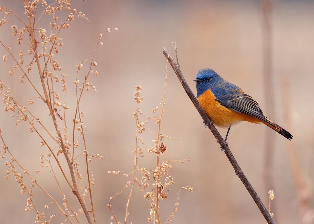 Blue-fronted Redstart - ML623040301