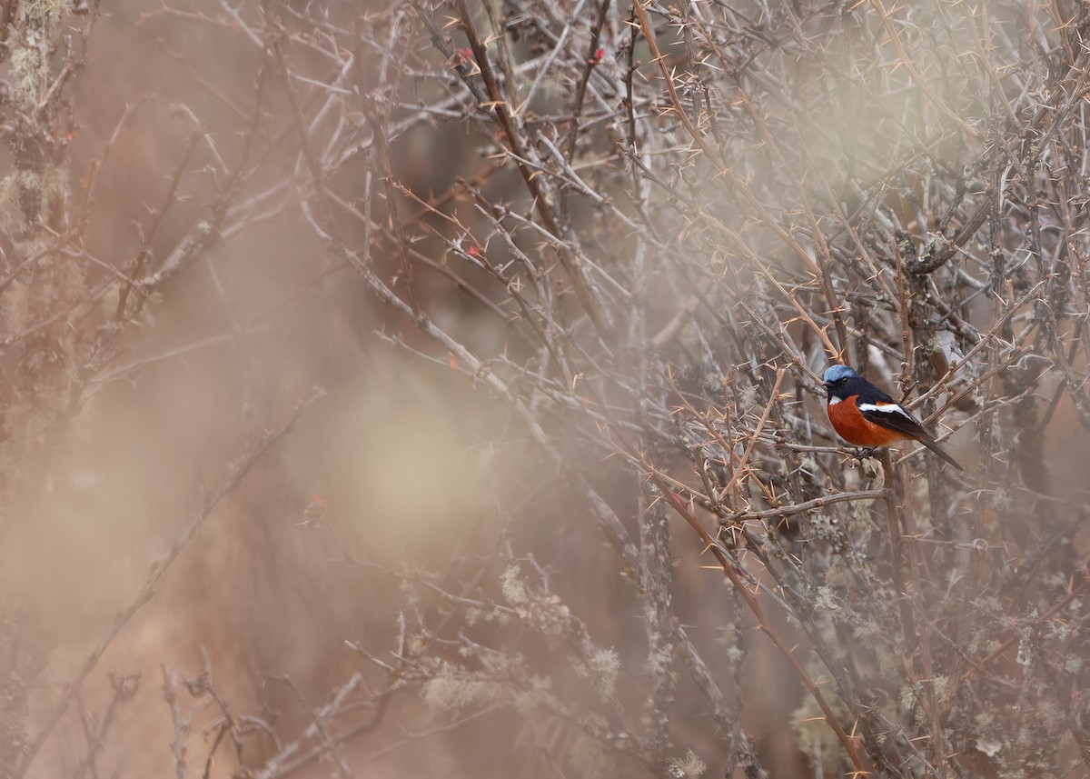 White-throated Redstart - ML623040308