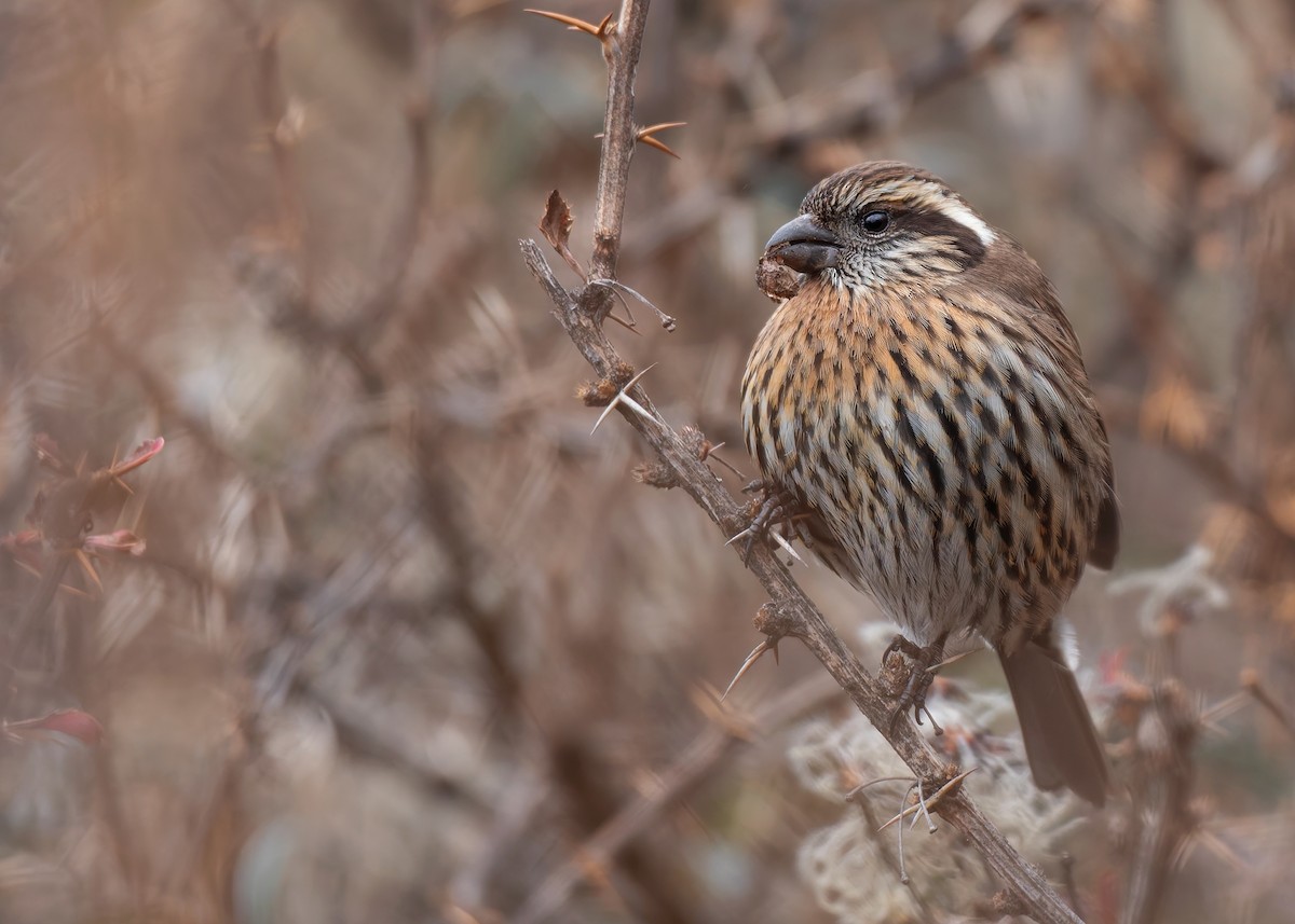 Himalayan White-browed Rosefinch - ML623040318