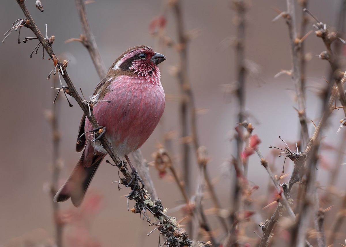 Himalayan White-browed Rosefinch - ML623040320