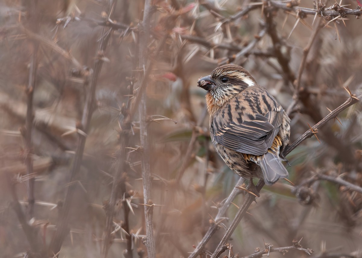 Himalayan White-browed Rosefinch - ML623040321