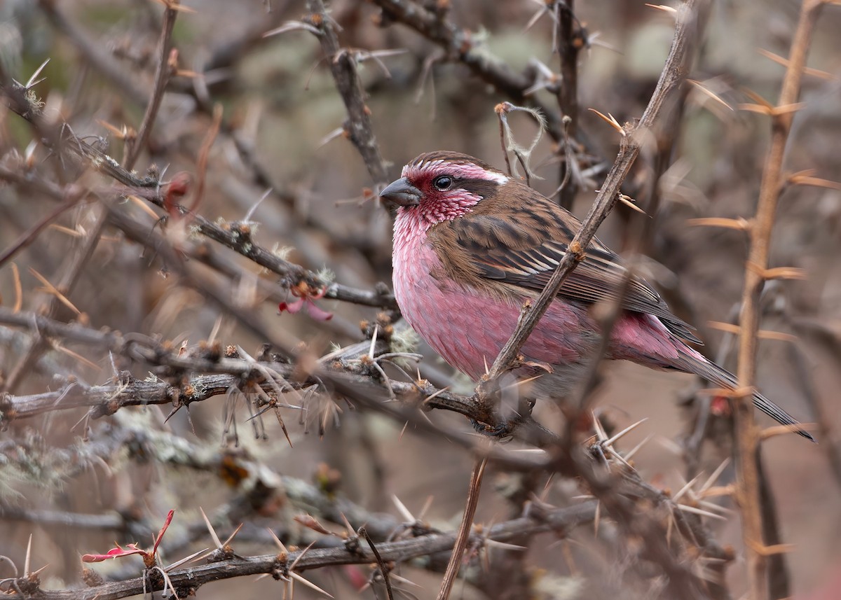 Himalayan White-browed Rosefinch - ML623040322