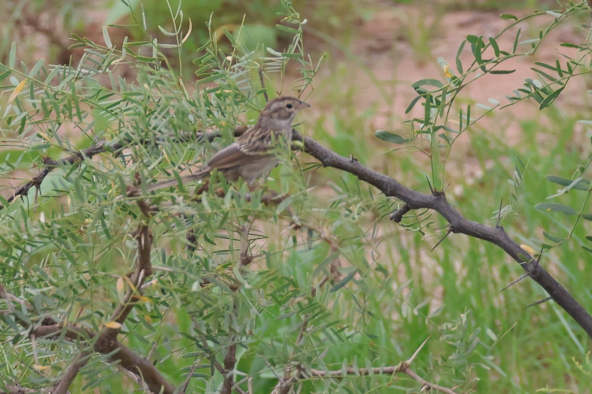 Brewer's Sparrow - ML623040331