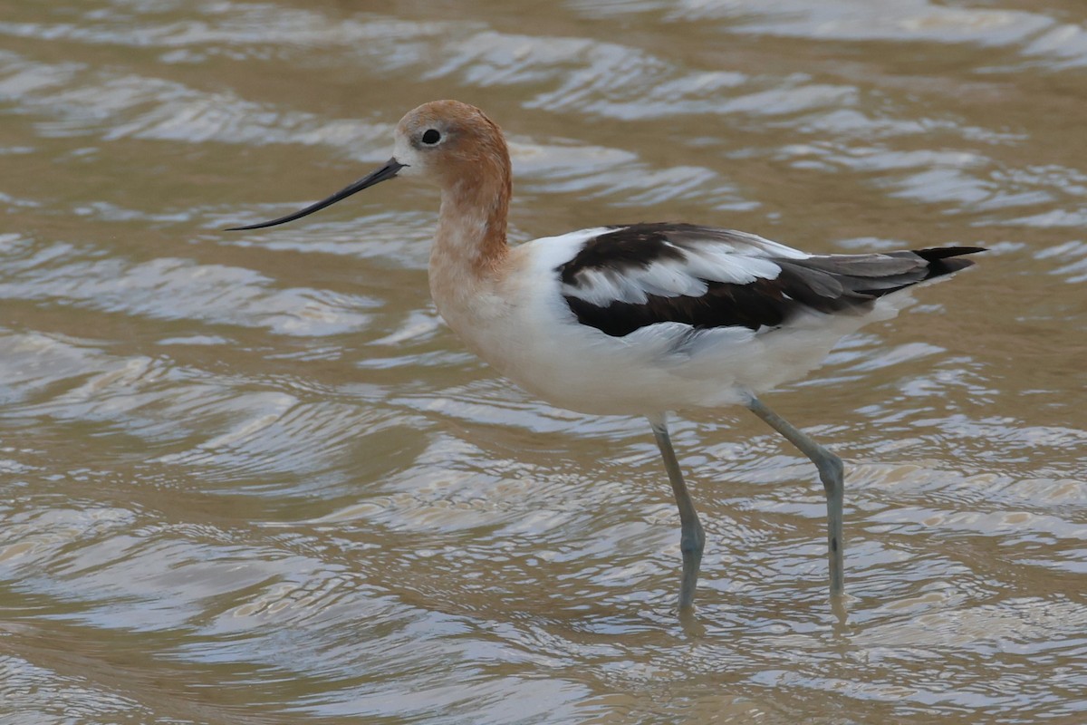 American Avocet - ML623040360