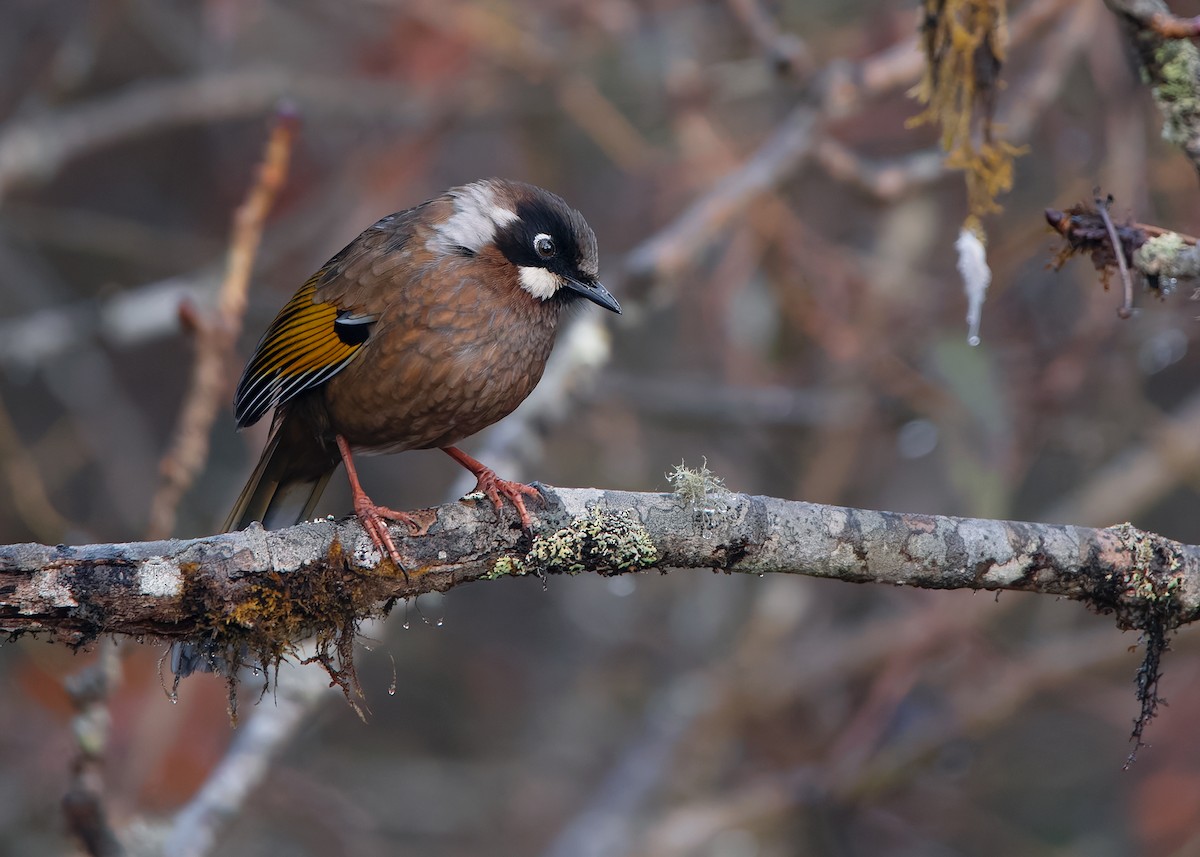 Black-faced Laughingthrush - Ayuwat Jearwattanakanok