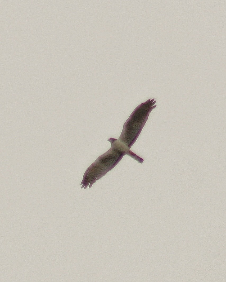 Long-winged Harrier - ML623040377