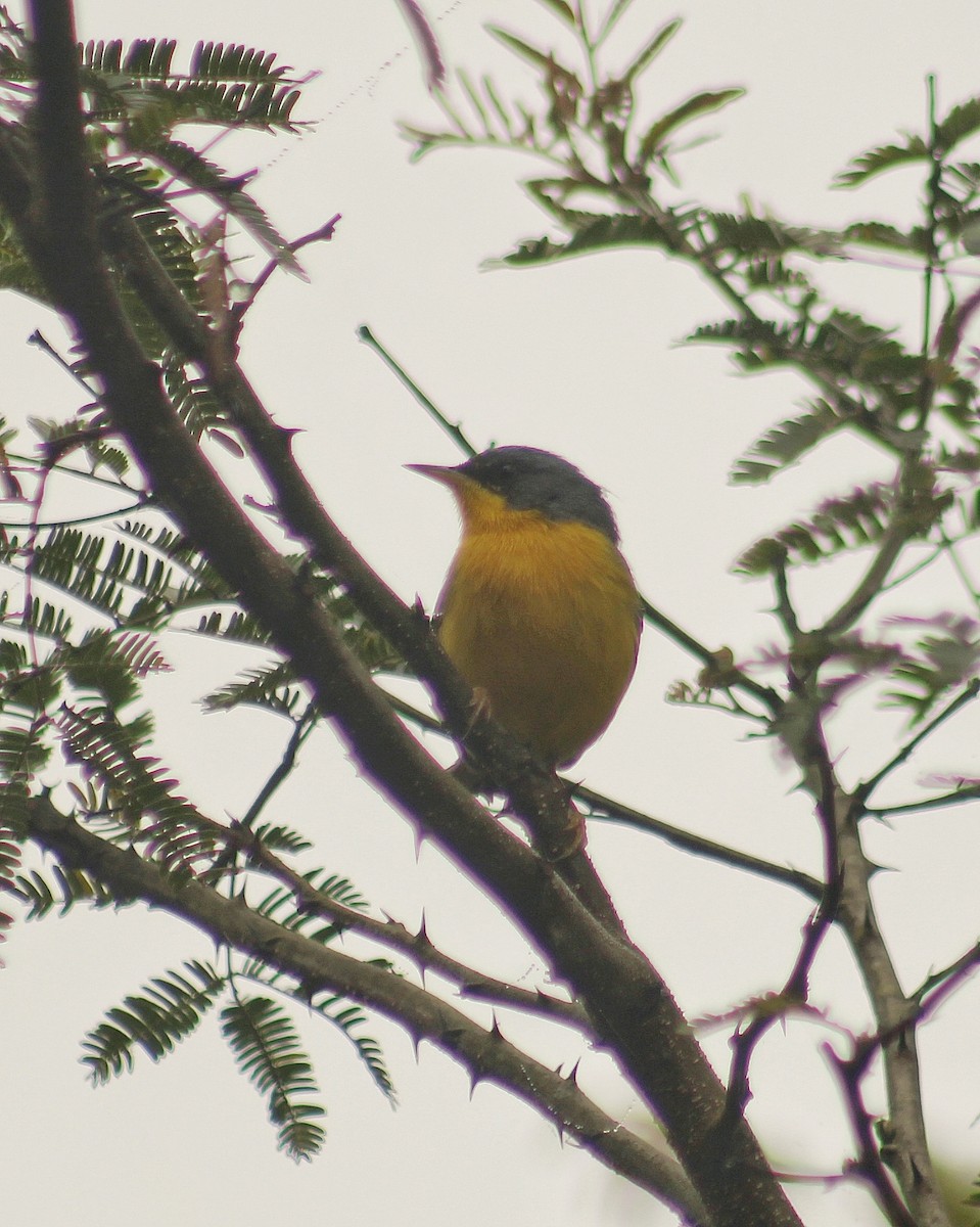 Tropical Parula (South American) - ML623040389