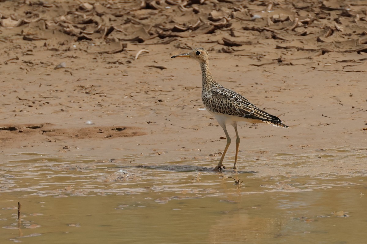 Upland Sandpiper - ML623040401